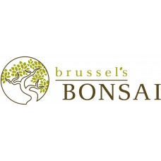 Brussel's Hawaiian Umbrella Bonsai - Medium - (Indoor)   552967778